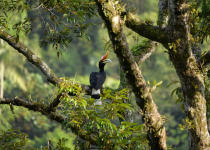 Wrinkled Hornbill