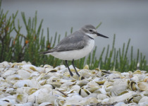 Wry-billed Plover