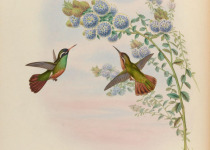 Xantus's Hummingbird