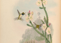 Yarrell's Woodpecker