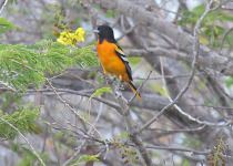 Yellow-backed Oriole