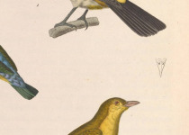 Yellow-backed Tanager