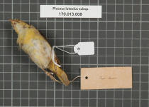 Yellow-backed Weaver