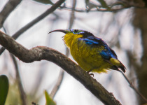 Yellow-bellied asity