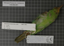 Yellow-bellied Chloropsis