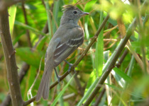 Yellow-bellied Elaenia