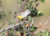 Yellow-bellied Eremomela
