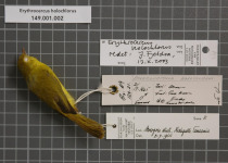 Yellow-bellied Erythrocercus