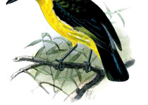 Yellow-bellied Fairy-fantail