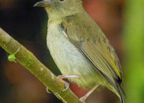 Yellow-bellied Flowerpecker