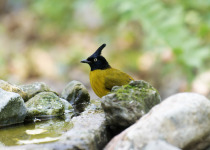 Yellow-bellied Flowerpecker