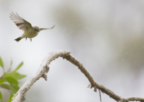 Yellow-bellied Flyrobin
