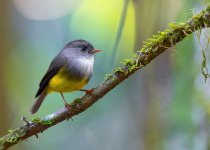 Yellow-bellied Flyrobin