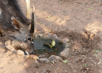 Yellow-bellied Greenbul