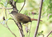 Yellow-bellied Greenbul
