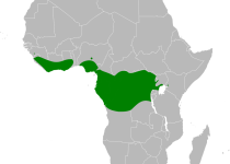 Yellow-bellied Greenbul