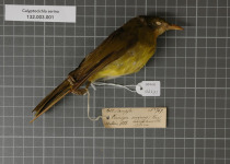 Yellow-bellied Greenbul