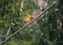 Yellow-bellied Grosbeak