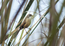 Yellow-bellied Prinia