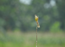 Yellow-bellied Prinia