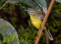 Yellow-bellied Pygmy Tyrant