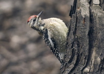 Yellow-bellied Sapsucker