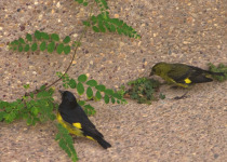Yellow-bellied Siskin