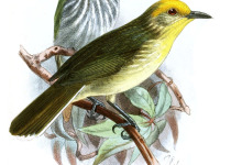 Yellow-bellied Tailorbird