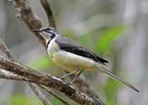 Yellow-bellied Wagtail