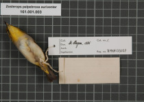 Yellow-bellied White-eye