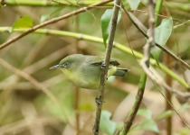 Yellow-bellied White-eye