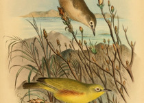 Yellow-bellied White-eye