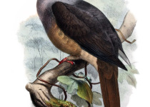 Yellow-bibbed Fruit Dove