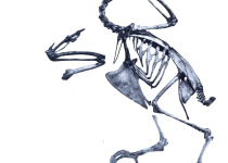 Yellow-bibbed Fruit Dove