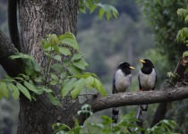 Yellow-billed Blue Magpie