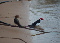 Yellow-billed Cardinal