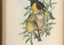 Yellow-billed Grosbeak