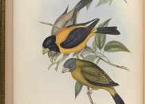 Yellow-billed Grosbeak