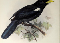 Yellow-billed Nunbird