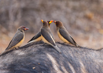 Yellow-billed Oxpecker