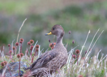 Yellow-billed pintail