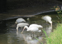 Yellow-billed Spoonbill