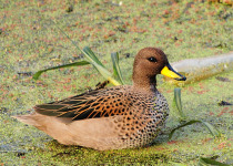 Yellow-billed teal