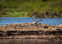 Yellow-billed Tern