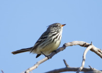 Yellow-billed tit-tyrant
