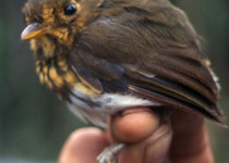 Yellow-breasted Antpitta
