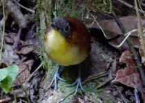 Yellow-breasted Antpitta
