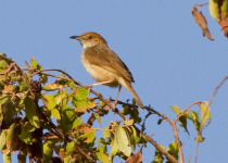 Yellow-breasted Apalis