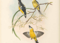 Yellow-breasted Boatbill