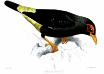 Yellow-breasted Boatbill